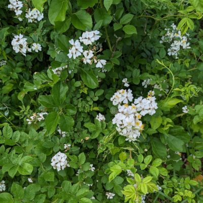 Fig. 1 Multiflora Rose flowering