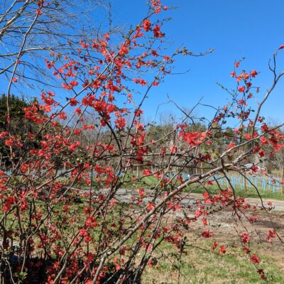 Fig. 1 Quince