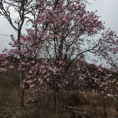 Fig. 2 Star Magnolia