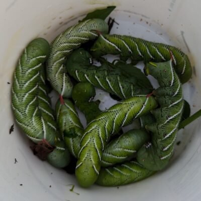 Fig. 6 Tobacco hornworms