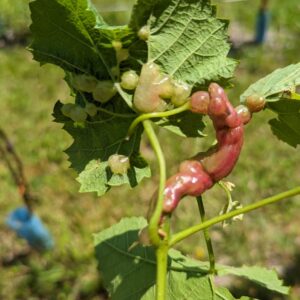 Fig. 9 grape gall midge