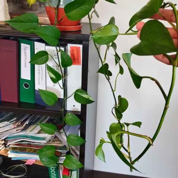 One very long pothos vine!