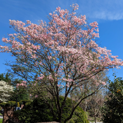 pink flowering dogwood resize