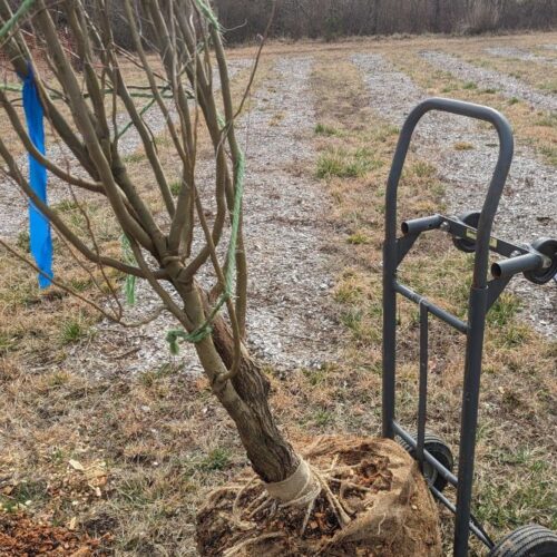 Moving trees using a hand truck