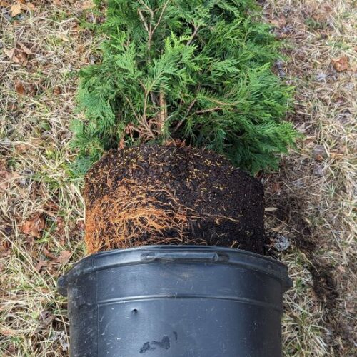 Removing a tree from its container