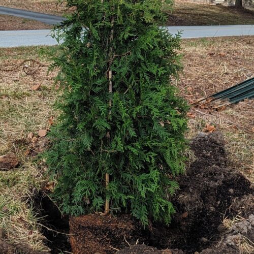 Planting an arborvitae on a slope