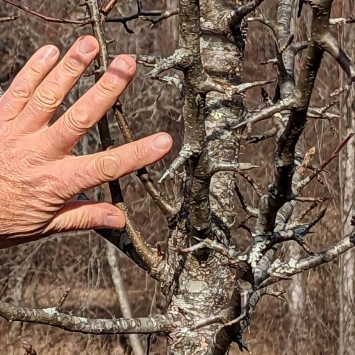 Callery pear thorns