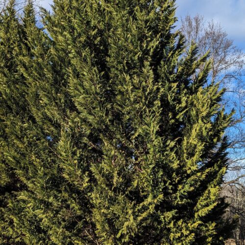 Leyland Cypress