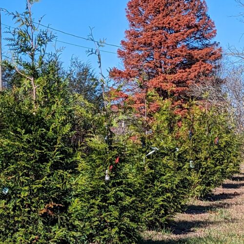 Planted treeline