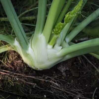 Fennel