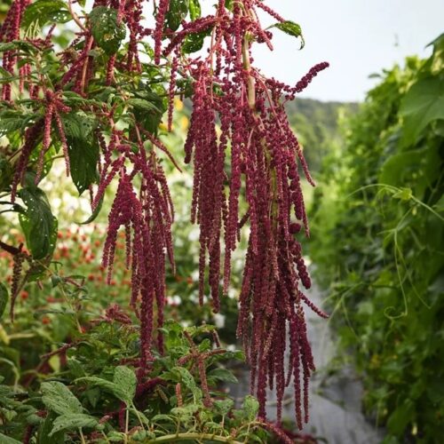 fig 1 love lies bleeding