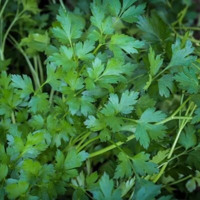 parsley