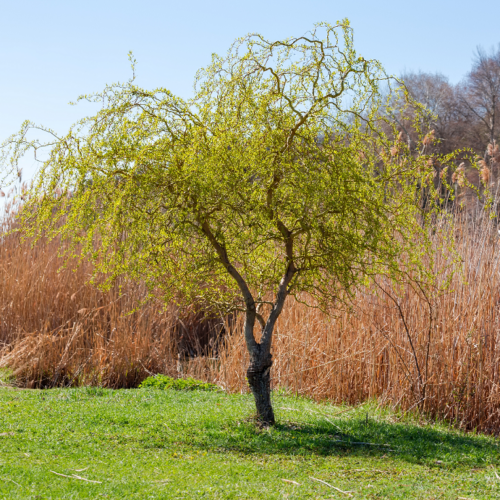 Corkscrew Willow