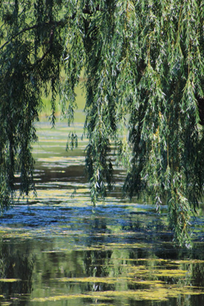 Weeping willow