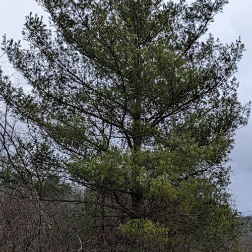 Eastern white pine