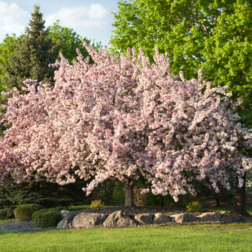 Flowering crabapple