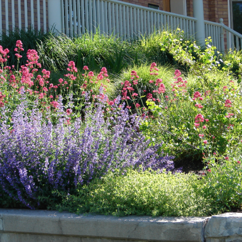 The pollinator garden attracts bees, butterflies and hummingbirds