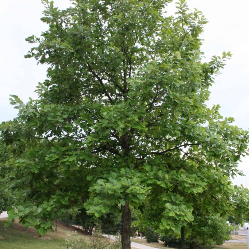 Swamp white oak