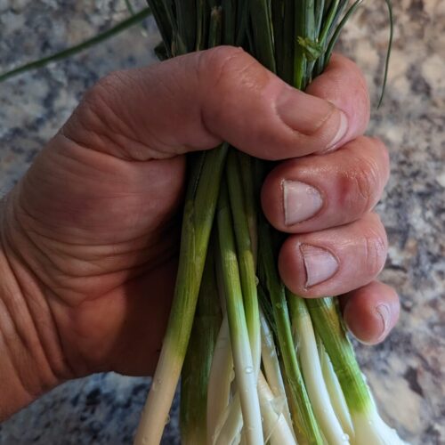 Alliums, green bunching onions