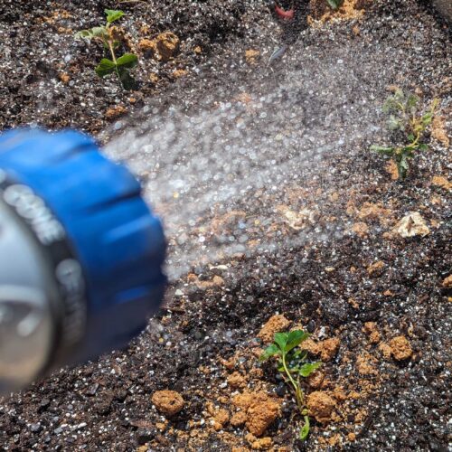 Fig. 8 watering transplants in