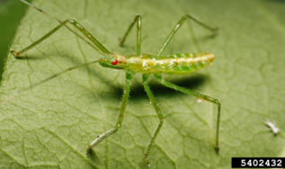 Assassin bug