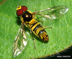 Hoverfly