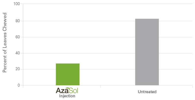 AzaSol-WinterMoth-KwanzanCherry-researchchart