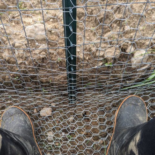 Installing the poultry netting