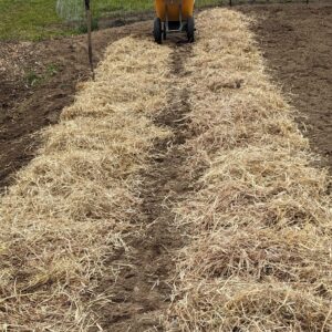 Fig. 3 applying straw mulch