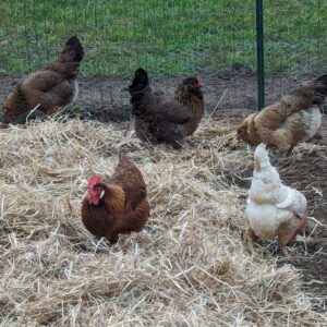 Fig. 4 the girls spreading mulch