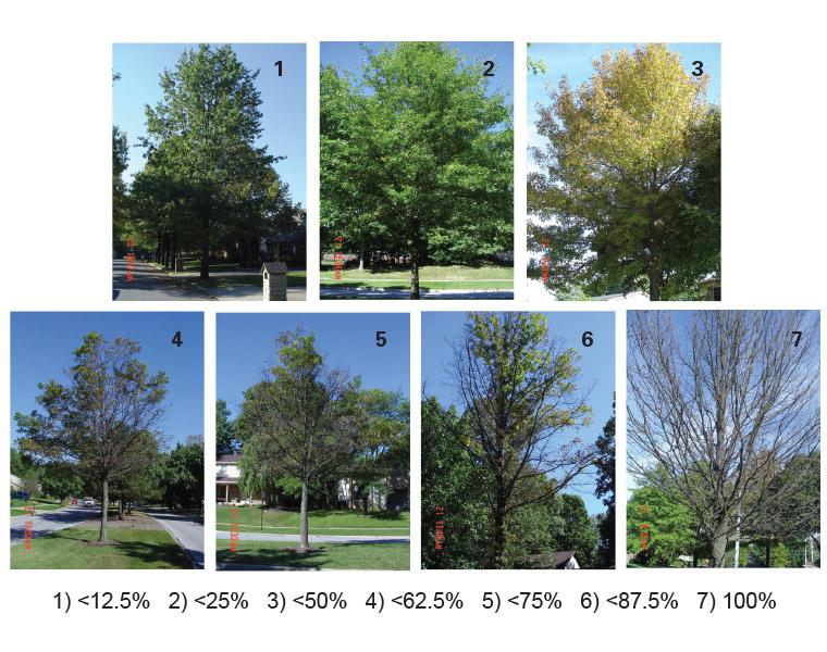 IMAjet_pineoakseverityscale_chart760wide