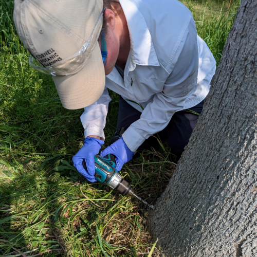 Zaidee Powers Rosales drilling a hole in a tree