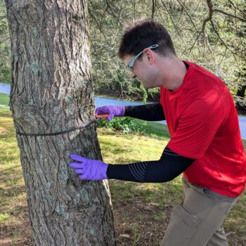 Measuring the tree DBH