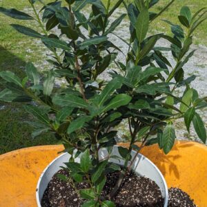 Fig. 12 bay laurel repotted