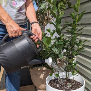 Fig. 14 watering in Bay Laurel