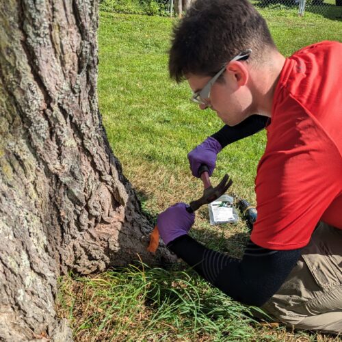 Installing the Arborplug