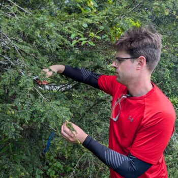 Sampling hemlock for diagnostics