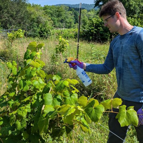 Installing a new study for treating Japanese Beetles