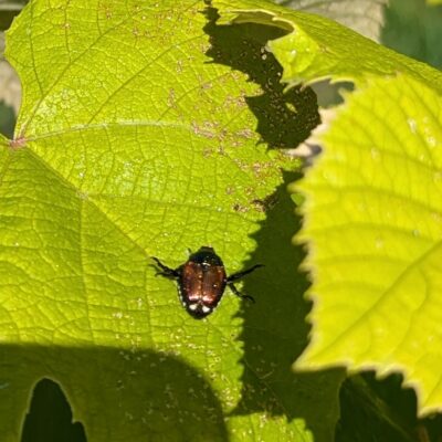 Japanese Beetle on grape leaves