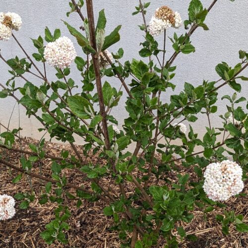 Viburnum in flower