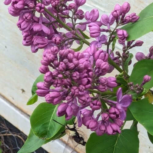 Lilac in flower