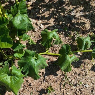 A wilted vine, a symptom of Squash Vine Borer