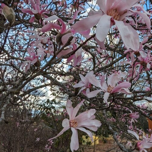 Star Magnolia