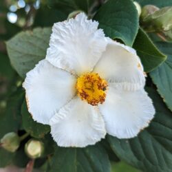 Fig. 10 Japanese Stewartia