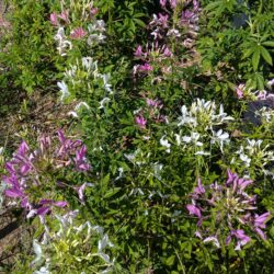 Fig. 11 Cleome