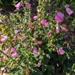 Fig. 13 Foxglove