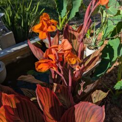 Fig. 15 Canna lily