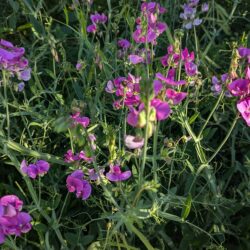 Fig. 16 Sweetpea