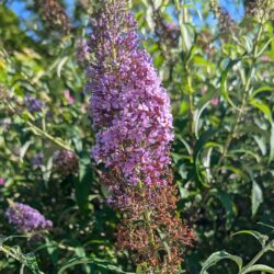 Fig. 17 Butterfly bush