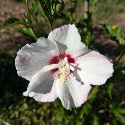 Fig. 18 Rose-of-Sharon